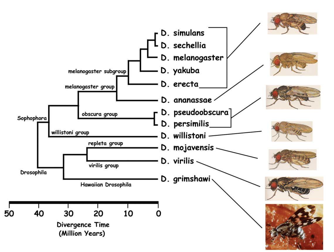 National Science Foundation Recommends Funding To Support Drosophila